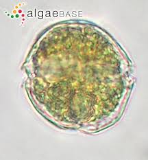 Attēlu rezultāti vaicājumam “Physarum alexandrowiczii sessile”