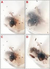 Attēlu rezultāti vaicājumam “Phoridae”