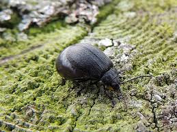 Attēlu rezultāti vaicājumam “Galeruca tanaceti”