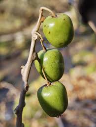 Attēlu rezultāti vaicājumam “Actinidia kolomikta fruit”