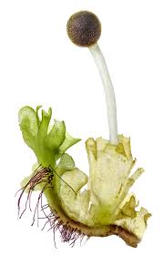 Attēlu rezultāti vaicājumam “Fossombronia wondraczekii”