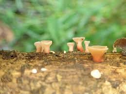 Attēlu rezultāti vaicājumam “Cudoniella clavus”