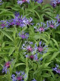 Attēlu rezultāti vaicājumam “Centaurea”