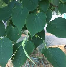 Attēlu rezultāti vaicājumam “Tilia cordata leaf”