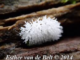 Attēlu rezultāti vaicājumam “Badhamia macrocarpa”