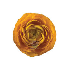 Attēlu rezultāti vaicājumam “Ranunculus elatior flower”