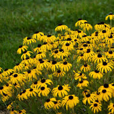 Image result for Rudbeckia Paradisio