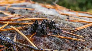 Attēlu rezultāti vaicājumam “Stemonitis marjana stalked”