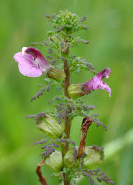 Attēlu rezultāti vaicājumam “Pedicularis palustris”