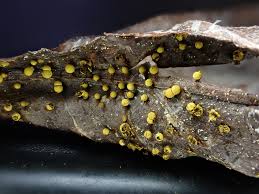 Attēlu rezultāti vaicājumam “Physarum braunianum”