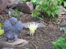 Image result for Hosta White Feather