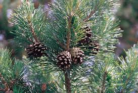 Attēlu rezultāti vaicājumam “Pinus sylvestris var. borussica”