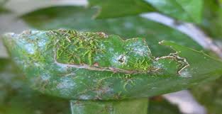 Attēlu rezultāti vaicājumam “Barbilophozia lycopodioides macro”