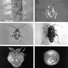 Attēlu rezultāti vaicājumam “Trioza dispar nymph”