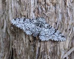 Attēlu rezultāti vaicājumam “Biston betularia”