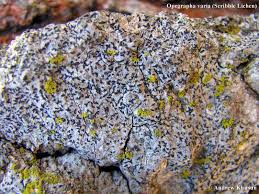 Attēlu rezultāti vaicājumam “Alyxoria varia”