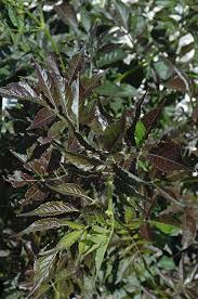 Attēlu rezultāti vaicājumam “Sambucus nigra leaf”