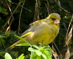 Attēlu rezultāti vaicājumam “Chloris chloris male”