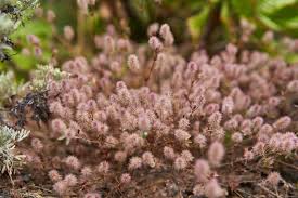 Attēlu rezultāti vaicājumam “Trifolium arvense flower”