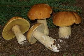 Attēlu rezultāti vaicājumam “Boletus edulis”