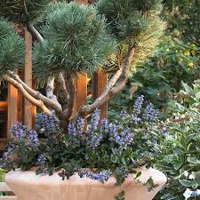 Attēlu rezultāti vaicājumam “Ajuga reptans bud”