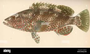 Image result for Epinephelus adscensionis