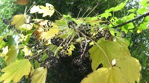 Attēlu rezultāti vaicājumam “Kalopanax septemlobus fruit”