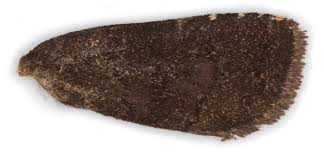 Attēlu rezultāti vaicājumam “Rusina ferruginea female”