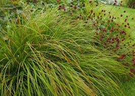 Attēlu rezultāti vaicājumam “Carex montana”