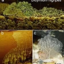 Attēlu rezultāti vaicājumam “Didymium spongiosum spores”