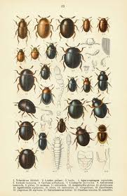 Attēlu rezultāti vaicājumam “Anisotoma humeralis”
