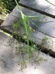 Attēlu rezultāti vaicājumam “Scirpus sylvaticus leaf”