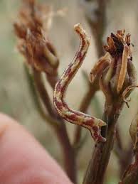 Attēlu rezultāti vaicājumam “Eupithecia centaureata”