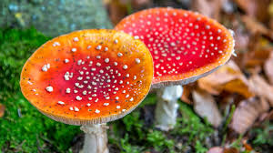 Attēlu rezultāti vaicājumam “Amanita muscaria”