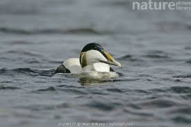 Attēlu rezultāti vaicājumam “Somateria mollissima male”