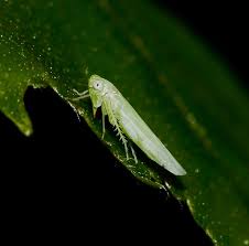 Attēlu rezultāti vaicājumam “Empoasca sp.”