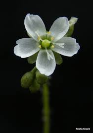 Attēlu rezultāti vaicājumam “Drosera anglica leaf”