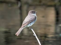 Image result for Sayornis phoebe