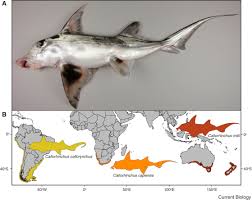 Image result for Callorhinchus capensis