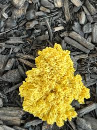 Attēlu rezultāti vaicājumam “Symphytocarpus flaccidus plasmodium”