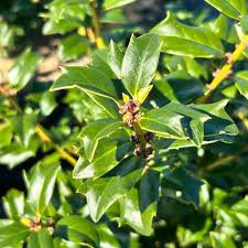 Attēlu rezultāti vaicājumam “Ilex x meserveae”