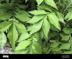 Attēlu rezultāti vaicājumam “Agrimonia pilosa”