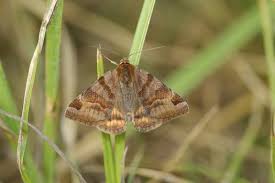 Attēlu rezultāti vaicājumam “Euclidia glyphica”