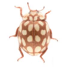 Attēlu rezultāti vaicājumam “Sospita vigintiguttata”