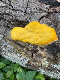 Attēlu rezultāti vaicājumam “Fuligo septica cf. rufa spores”