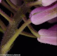Attēlu rezultāti vaicājumam “Hesperis matronalis bud”