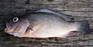 Image result for Lutjanus griseus