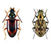 Attēlu rezultāti vaicājumam “Bembidion litorale”