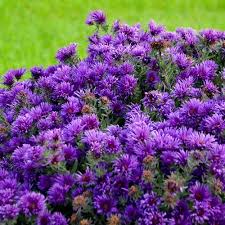 Image result for Aster