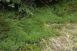 Attēlu rezultāti vaicājumam “Polytrichum commune var. perigoniale”